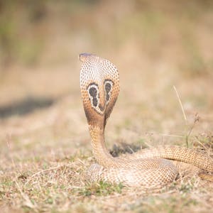 توصيلة اوكس كوبرا 3 متر